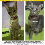 Foto del gato perdido en Asuncion