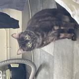 Foto del gato perdido en Toul