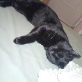 Foto del gato perdido en Illkirch Graffenstaden