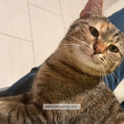 Foto 1/1 Molly Chat perdido en Charbonnieres