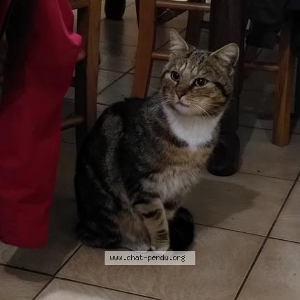 Foto 1/1 Gato encontrado Encontrado en Amercoeur
