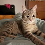 Foto del gato perdido en Le Ban Saint Martin