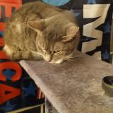 Foto del gato perdido en Lockington