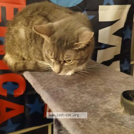 Foto 1/1 Bella Chat perdido en Lockington