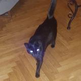 Foto de gato encontrado en Valence