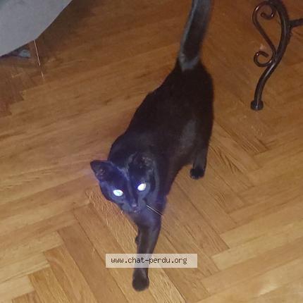 Foto 1/1 Gato encontrado Encontrado en Valence