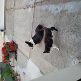 Foto del gato perdido en Le Havre