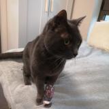 Foto del gato perdido en Troyes