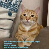 Foto del gato perdido en Crissey