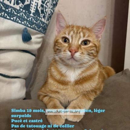 Foto 1/1 Simba Chat perdido en Crissey