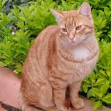 Foto de gato encontrado en Allauch
