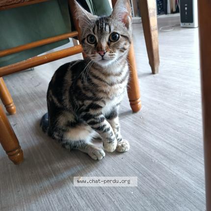 Foto 1/1 Gato encontrado Encontrado en Perpignan