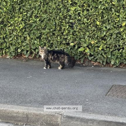 Foto 1/1 Gato encontrado Encontrado en Bruay sur l escaut