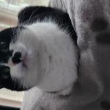 Foto del gato perdido en Erquy