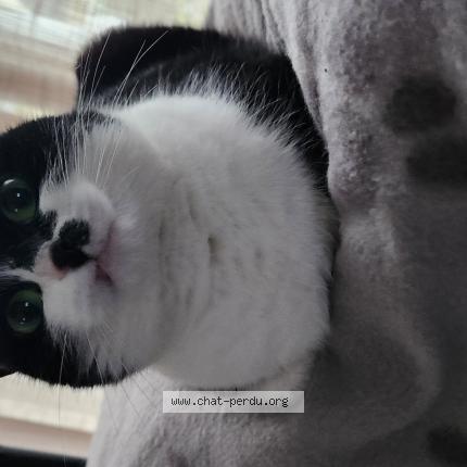 Foto 1/1 Tina Chat perdido en Erquy