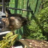 Foto de gato encontrado en Bailleval