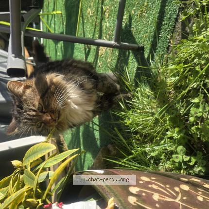 Foto 1/1 Gato encontrado Encontrado en Bailleval