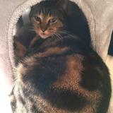 Foto del gato perdido en Agen