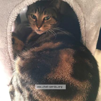 Foto 1/1 Epic Chat perdido en Agen