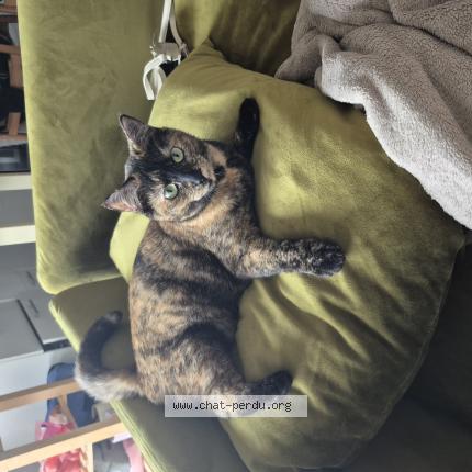 Foto 1/1 Je ne sais pas Chat perdido en Toulouse