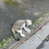 Foto de gato encontrado en Angers