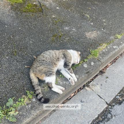 Foto 1/1 Gato encontrado Encontrado en Angers