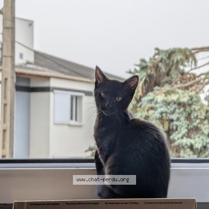 Foto 1/1 Simone Chat perdido en Angers