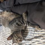 Foto del gato perdido en Lyon