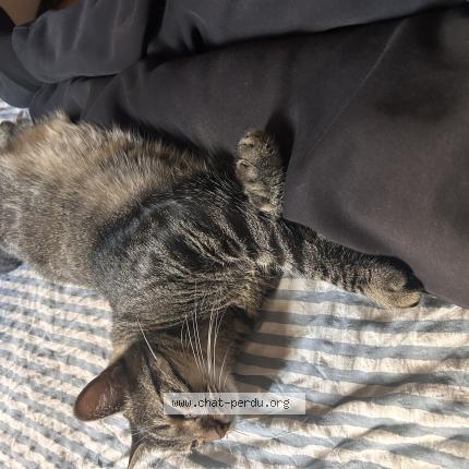 Foto 1/1 Kobe Chat perdido en Lyon