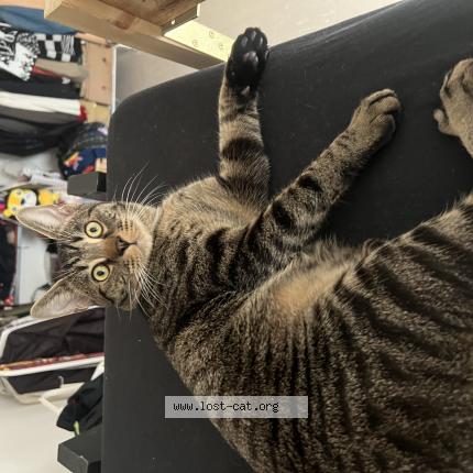 Foto 1/1 Gatto Chat perdido en Berlin