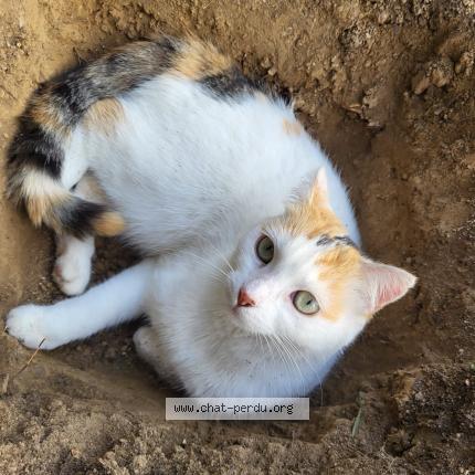 Foto 1/1 Stella Chat perdido en Vallet