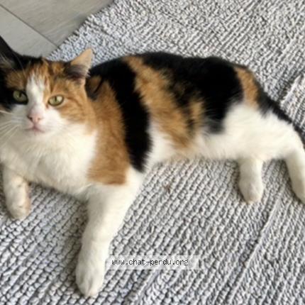 Foto 1/1 Lilie Chat perdido en Bouxwiller