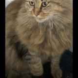 Foto del gato perdido en Valmont