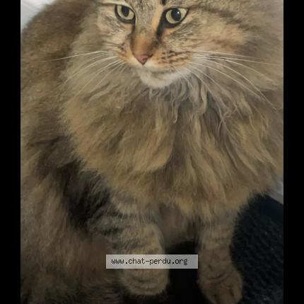 Foto 1/1 Kitsu Chat perdido en Valmont