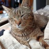 Foto de gato encontrado en Le Barcares