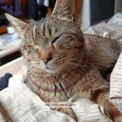 Foto 1/1 Gato encontrado Encontrado en Le barcares