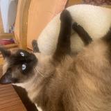 Foto del gato perdido en Anglet