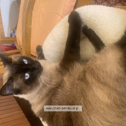 Foto 1/1 Saphir Chat perdido en Anglet