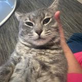 Foto del gato perdido en Thionville