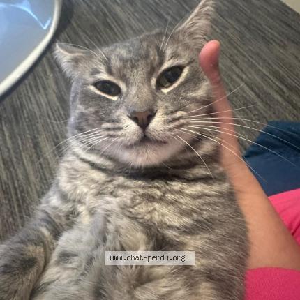 Foto 1/1 Tinja Chat perdido en Thionville