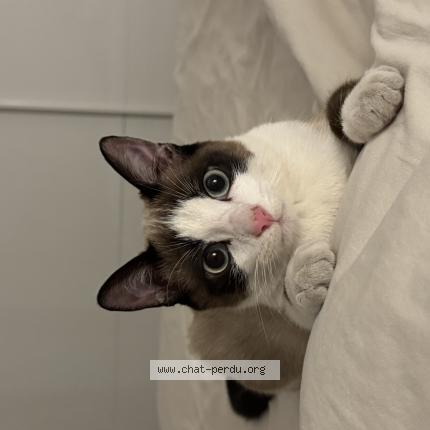 Foto 1/1 MILO Chat perdido en Cenon