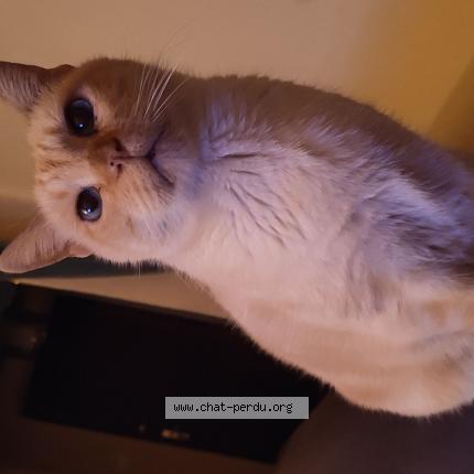 Foto 1/1 Titou Chat perdido en Ales