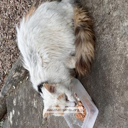 Foto 1/1 Gato encontrado Encontrado en Nontron