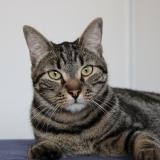 Foto del gato perdido en Pinsaguel