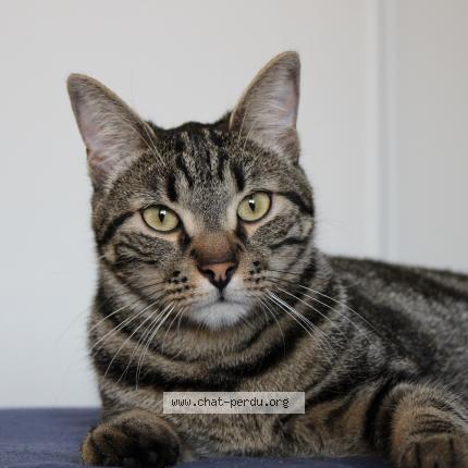 Foto 1/1 Gato encontrado Perdido en Pinsaguel