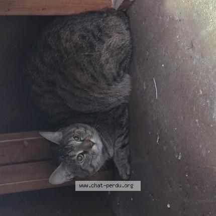 Foto 1/1 Gato encontrado Encontrado en Laval