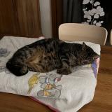 Foto del gato perdido en Balbigny