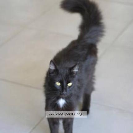 Foto 1/1 Gato encontrado Encontrado en Bordeaux