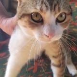 Foto de gato encontrado en Gasny