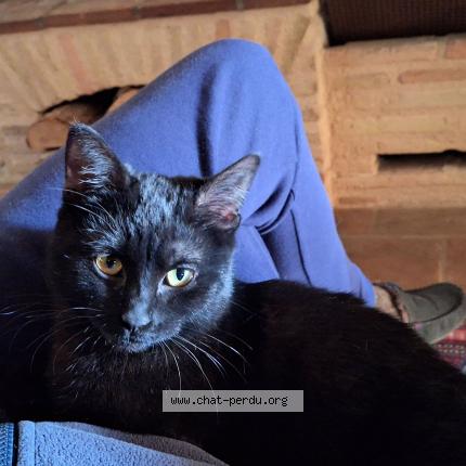 Foto 1/1 Coco Chat perdido en Castelnau de montmiral